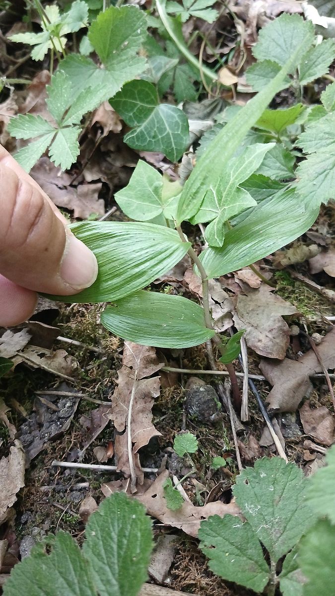 Epipactis helleborine var. minor  - José Miguel Martins Da Silva