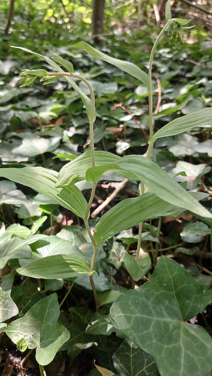 Epipactis helleborine var. minor  - José Miguel Martins Da Silva