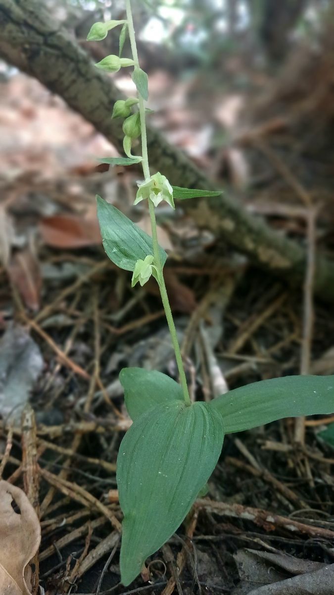 Epipactis helleborine var. minor  - José Miguel Martins Da Silva