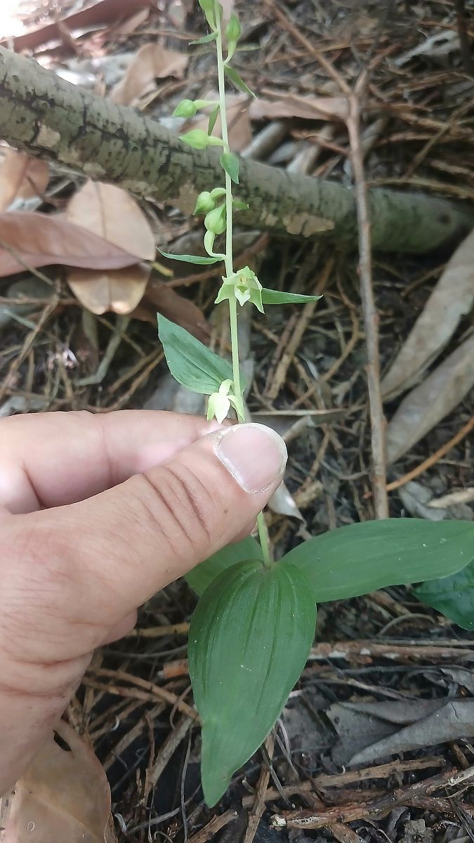 Epipactis helleborine var. minor  - José Miguel Martins Da Silva