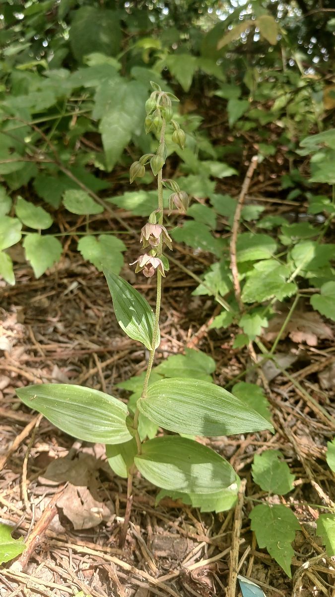 Epipactis helleborine var. minor  - José Miguel Martins Da Silva