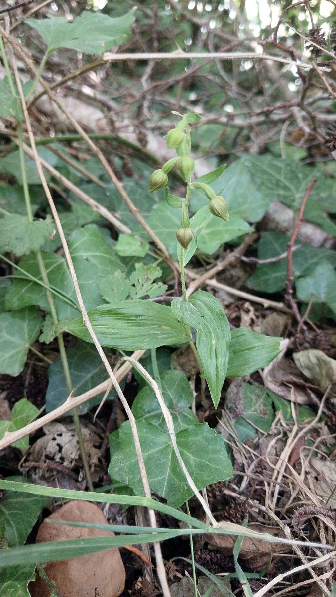 Epipactis helleborine var. minor  - José Miguel Martins Da Silva