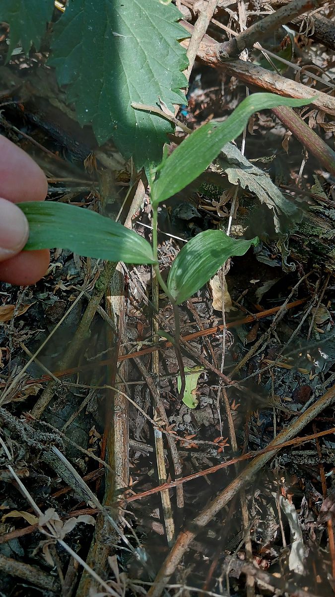Epipactis helleborine var. minor  - José Miguel Martins Da Silva