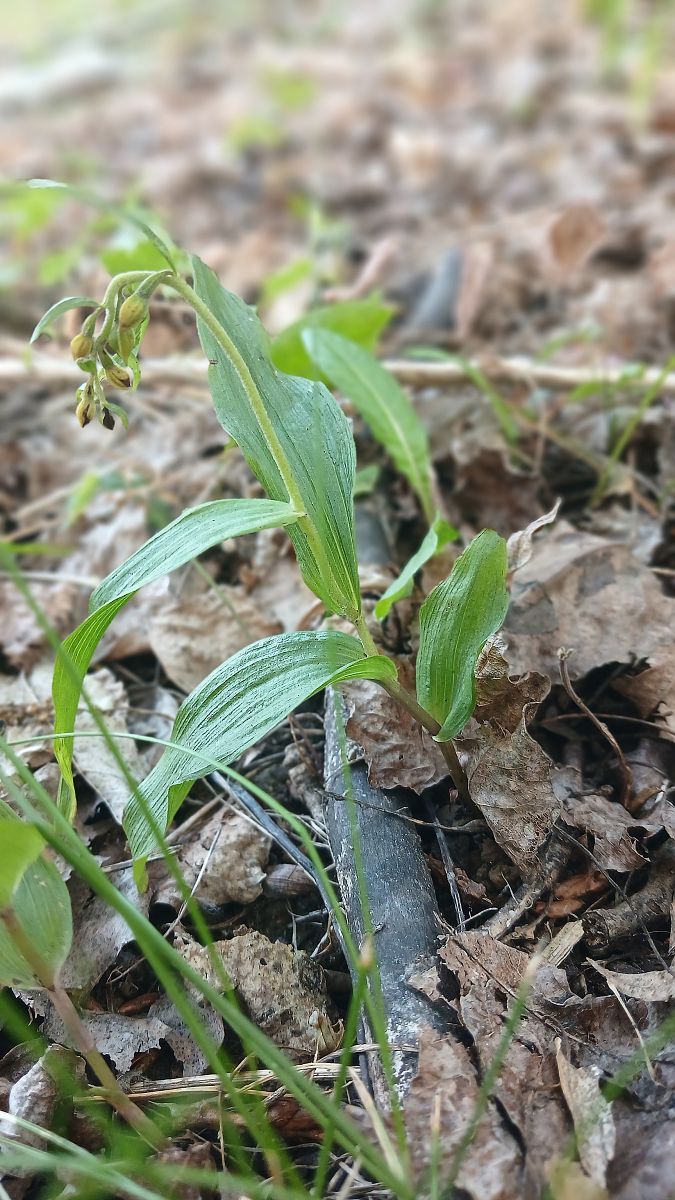 Epipactis helleborine var. minor  - José Miguel Martins Da Silva