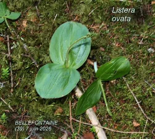Listera ovata  - Jean David
