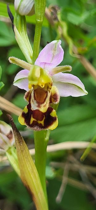 Ophrys apifera var. aurita  - Fabien Ravenet