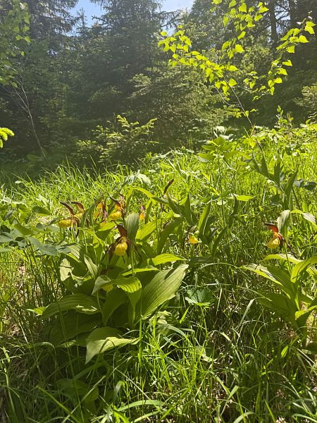 Cypripedium calceolus  - Olivier Builly