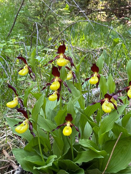 Cypripedium calceolus  - Olivier Builly