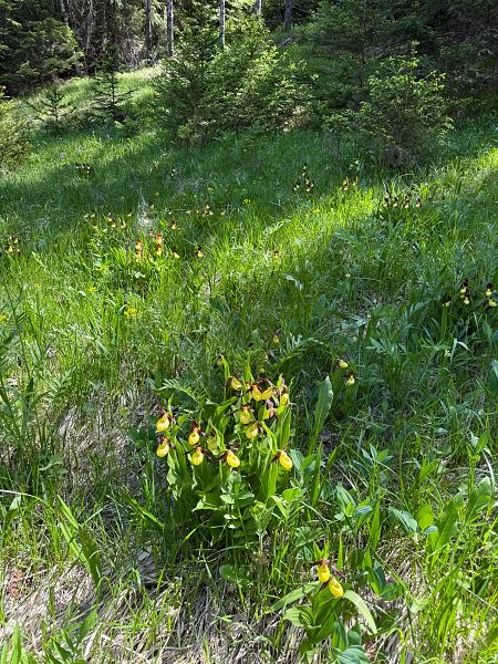 Cypripedium calceolus  - Olivier Builly