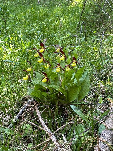 Cypripedium calceolus  - Olivier Builly