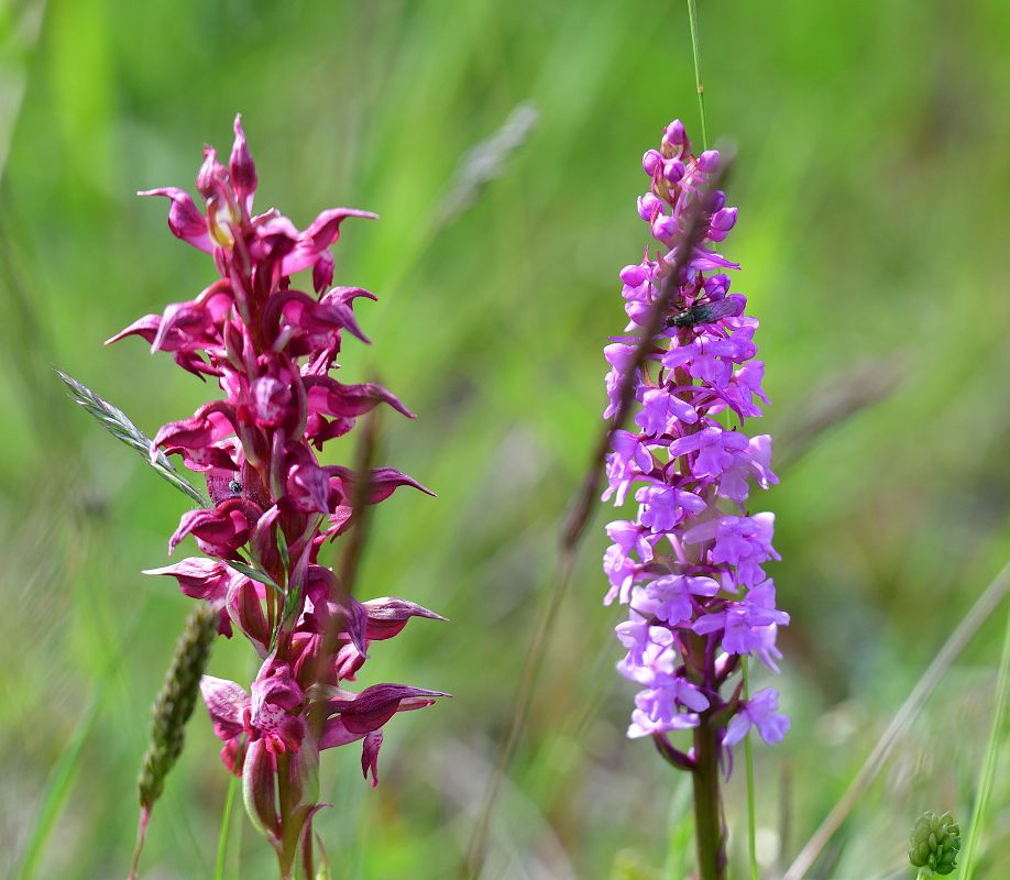 Gymnadenia pyrenaica  - Cyril Vathelet