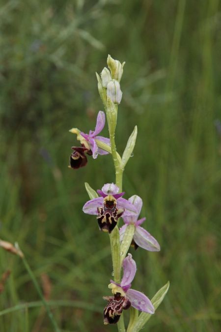 Ophrys querciphila  - Jean Claude Bouveron