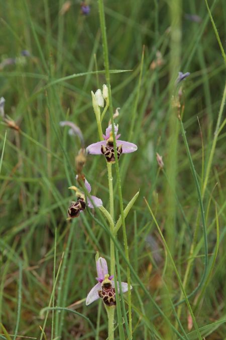 Ophrys querciphila  - Jean Claude Bouveron