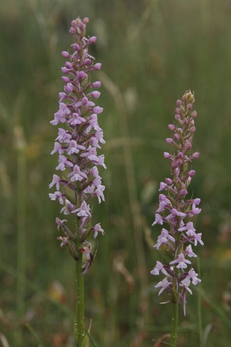 Gymnadenia conopsea  - Jean Claude Bouveron