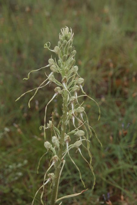 Himantoglossum hircinum  - Jean Claude Bouveron