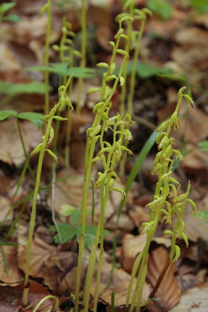Corallorhiza trifida  - Jean Claude Bouveron