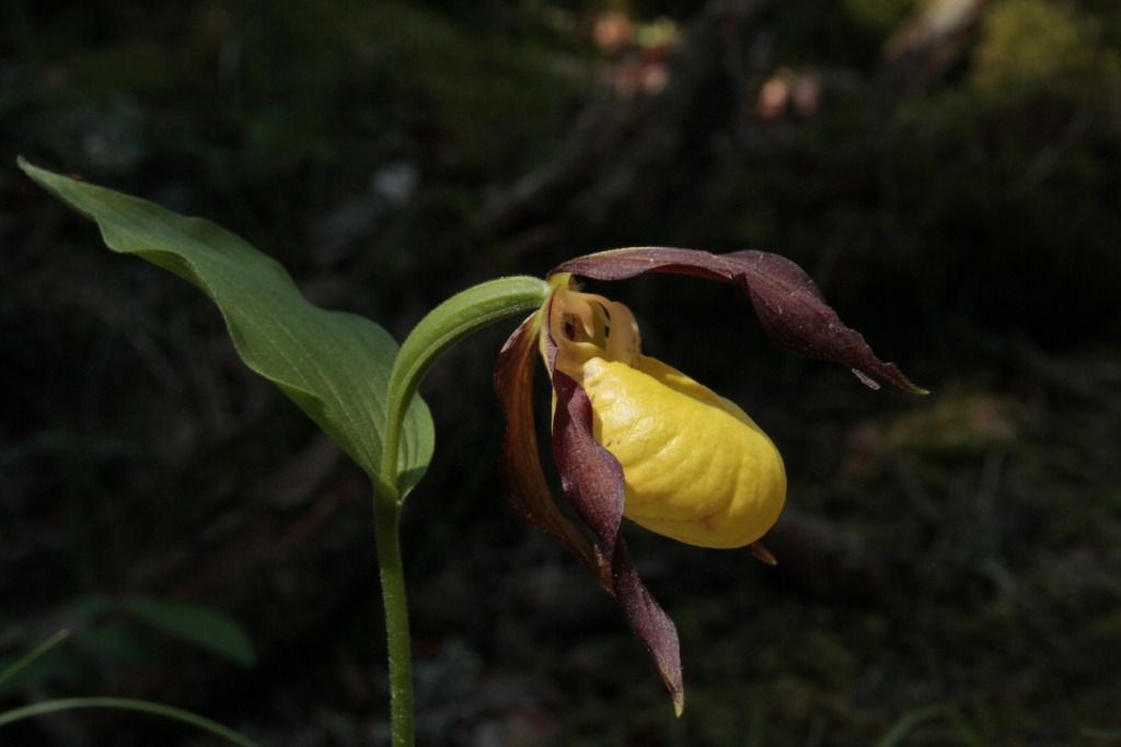 Cypripedium calceolus  - Jean Claude Bouveron