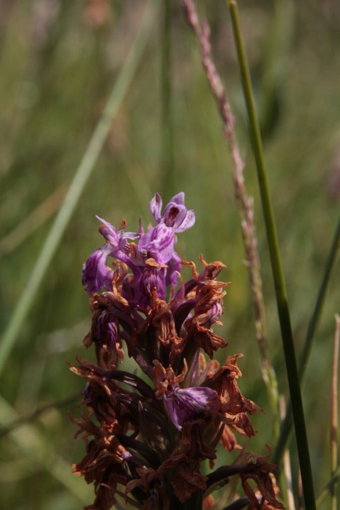 Dactylorhiza majalis  - Jean Claude Bouveron