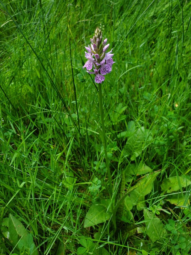 Dactylorhiza maculata  - Jean Claude Bouveron