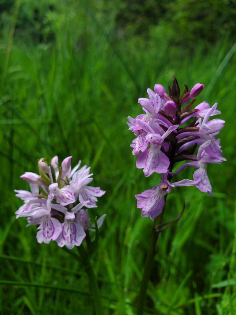Dactylorhiza maculata  - Jean Claude Bouveron