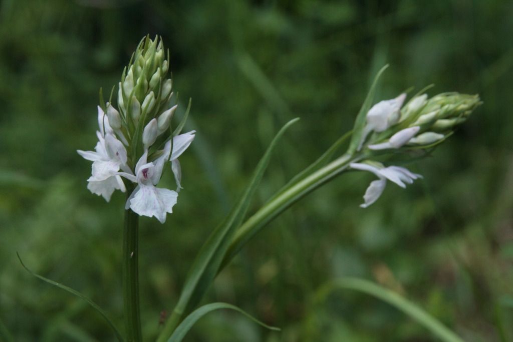 Dactylorhiza maculata  - Jean Claude Bouveron