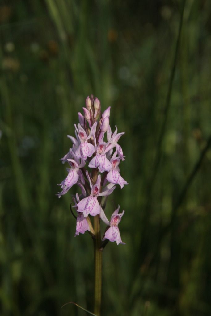Dactylorhiza maculata  - Jean Claude Bouveron