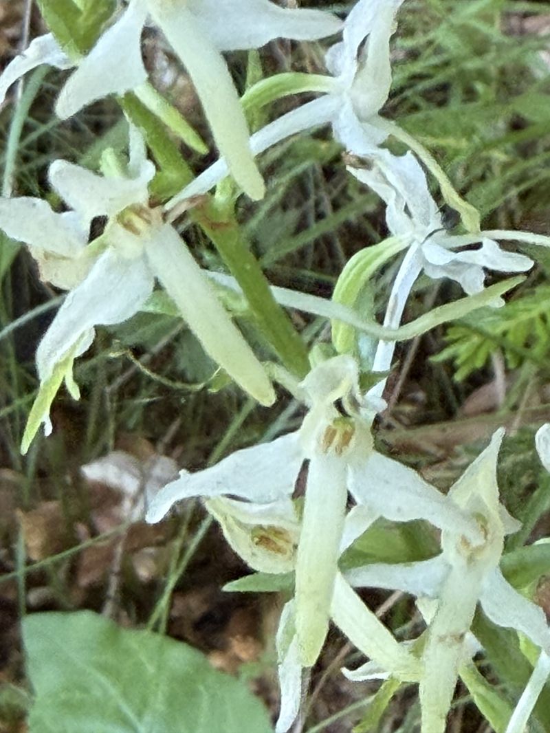 Platanthera bifolia  - Jennie Levin