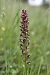 Anacamptis coriophora  - Ghislain Constans