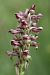 Anacamptis coriophora  - Ghislain Constans
