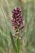 Anacamptis coriophora  - Ghislain Constans