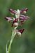 Anacamptis coriophora  - Ghislain Constans
