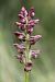 Anacamptis coriophora  - Ghislain Constans