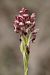 Anacamptis coriophora  - Ghislain Constans