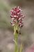 Anacamptis coriophora  - Ghislain Constans