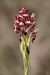 Anacamptis coriophora  - Ghislain Constans