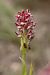Anacamptis coriophora  - Ghislain Constans