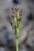 Anacamptis coriophora subsp. fragrans  - Ghislain Constans