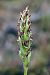 Anacamptis coriophora subsp. fragrans  - Ghislain Constans