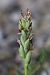 Anacamptis coriophora subsp. fragrans (Orchis parfumé) © Ghislain Constans
