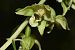 Epipactis helleborine (Épipactis à larges feuilles) © Jean-Christophe Blanchard