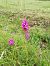 Anacamptis pyramidalis - Bertrand Aucouturier