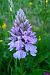 Dactylorhiza maculata  - Nicole Taillandier