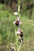 Ophrys fuciflora (Ophrys frelon) © Vincent Gillet (21)