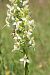 Platanthera fornicata (Platanthère à deux feuilles calcicole) © Vincent Gillet (21)