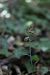 Epipactis microphylla (Épipactis à petites feuilles) © Vincent Gillet (21)