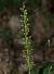 Listera ovata Anonyme
