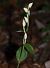 Cephalanthera damasonium (Céphalanthère pâle) Anonyme