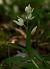 Cephalanthera longifolia (Céphalanthère à longues feuilles) Anonyme