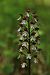 Orchis purpurea (Orchis pourpre) Anonyme