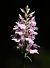 Dactylorhiza fuchsii  - Anonyme